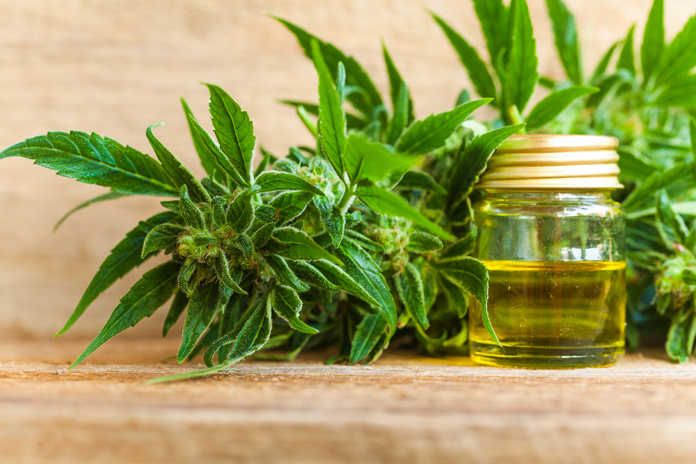 A small bottle of cbd oil and cannabis. Can cbd help lose weight?