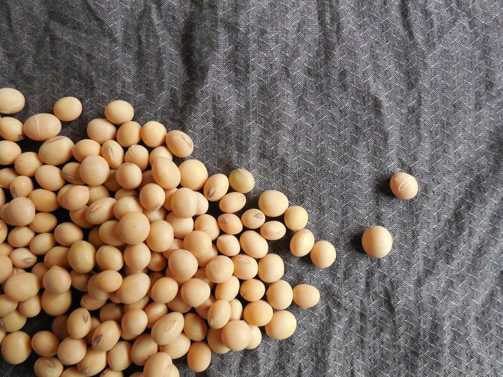 Scattered soybeans as a protein source
