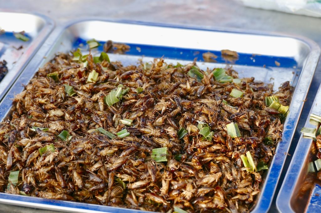 Edible bugs in a stainless steel tray. Did you know that eating bugs are good for you?
