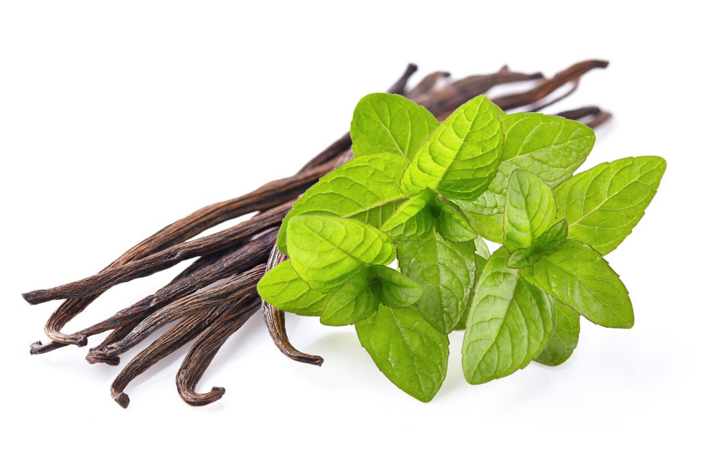 Vanilla sticks and mind leaves with white background.