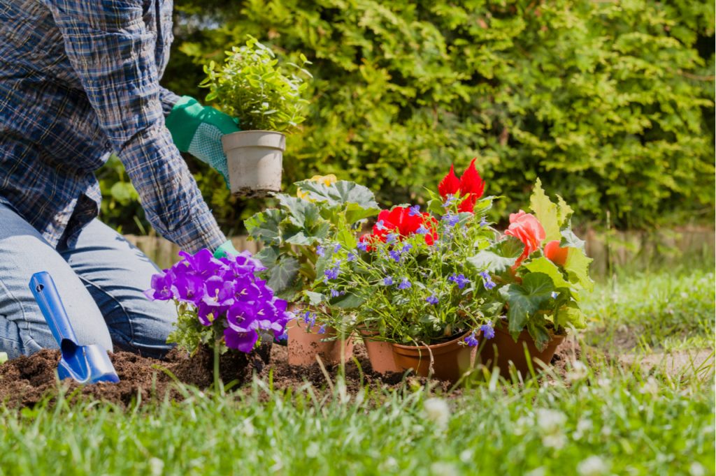 Planting flowers in the garden home