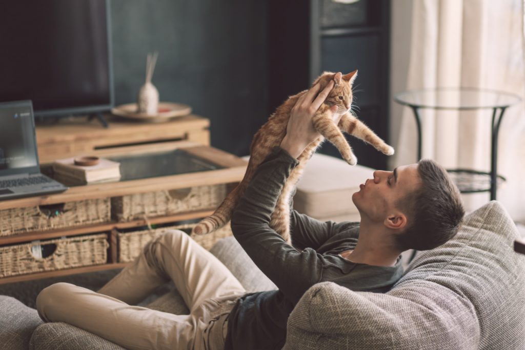 Owner playing with cat while relaxing on modern couch in living room interior