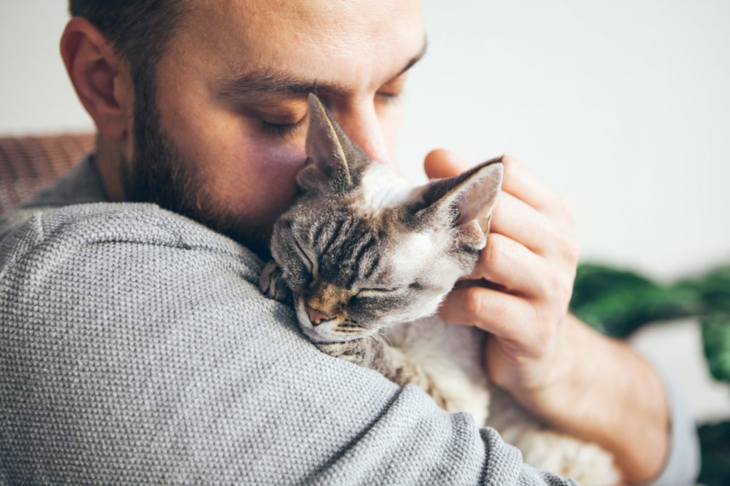 Man is hugging and cuddling his cute color point Devon Rex Kitten