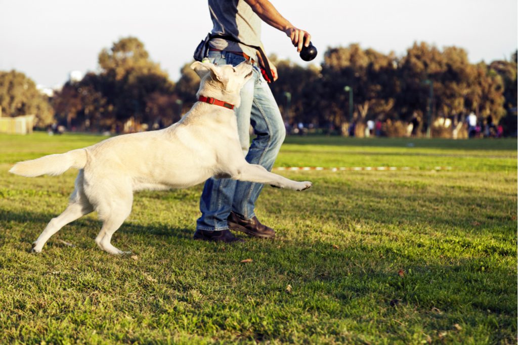 A mixed Labrador looking up and running after the chew toy her trainer is holding.