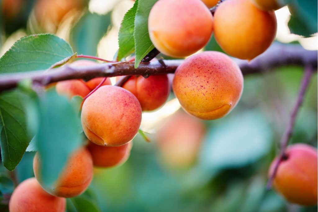 A bunch of ripe apricots on a branch.
