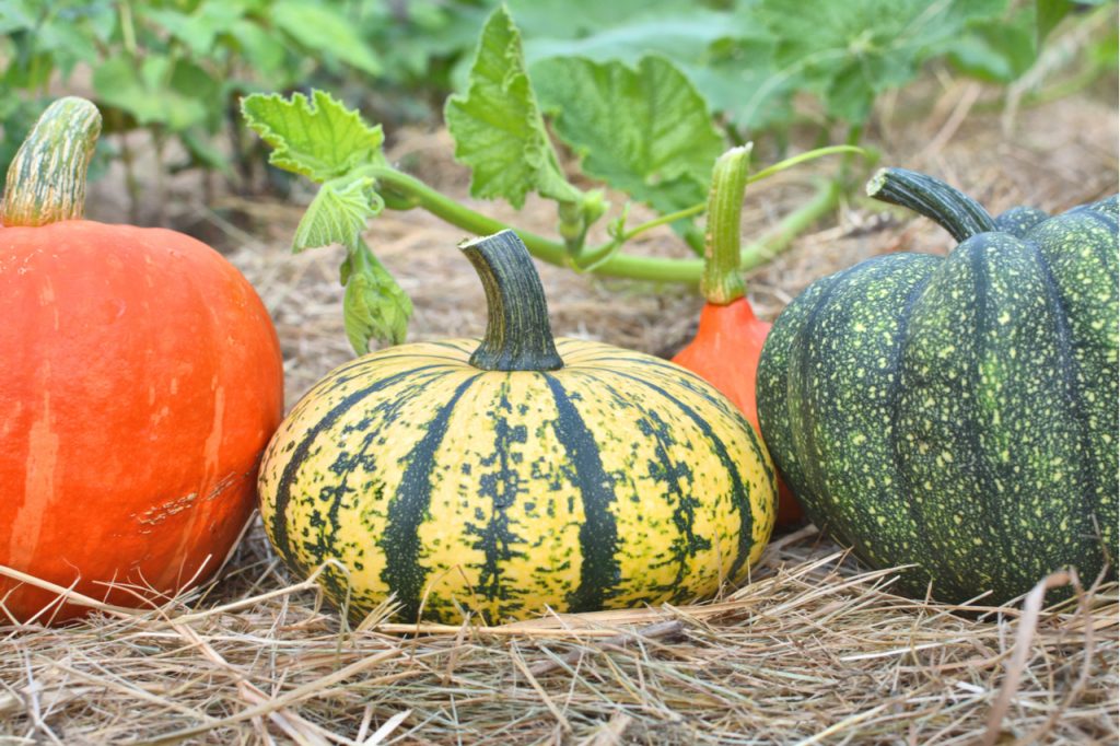 Variety of Squash grown at the backyard.