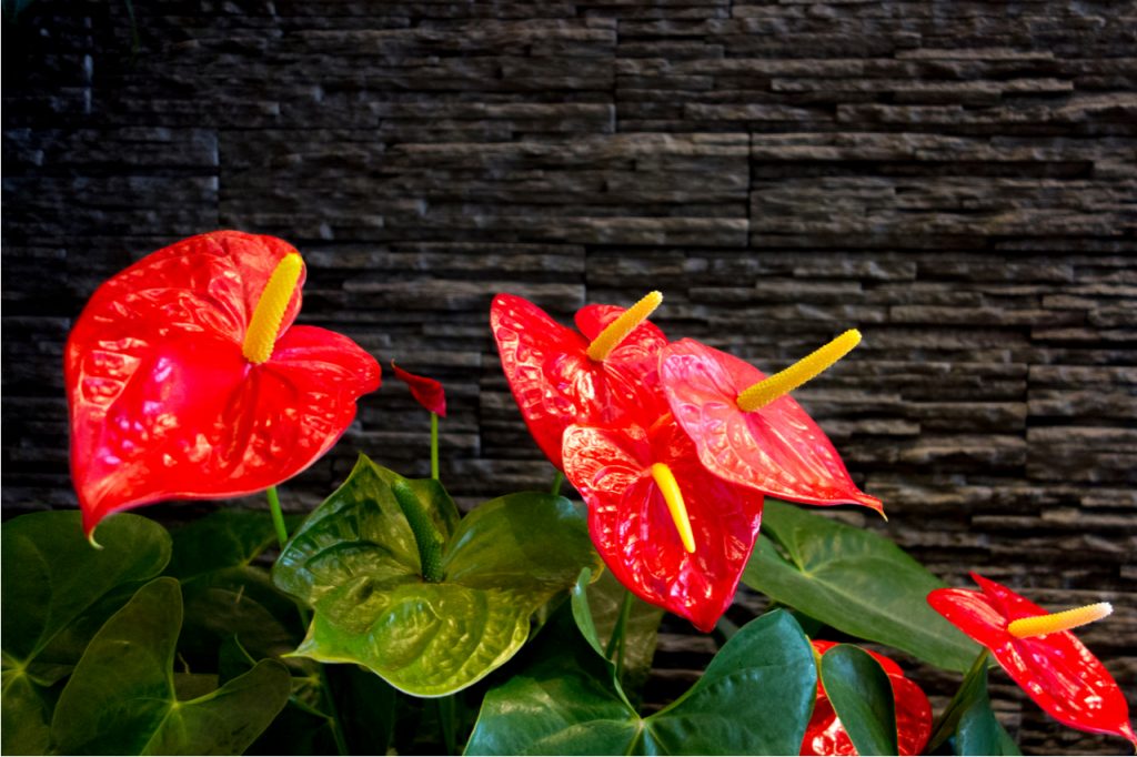 Red anthurium flowers