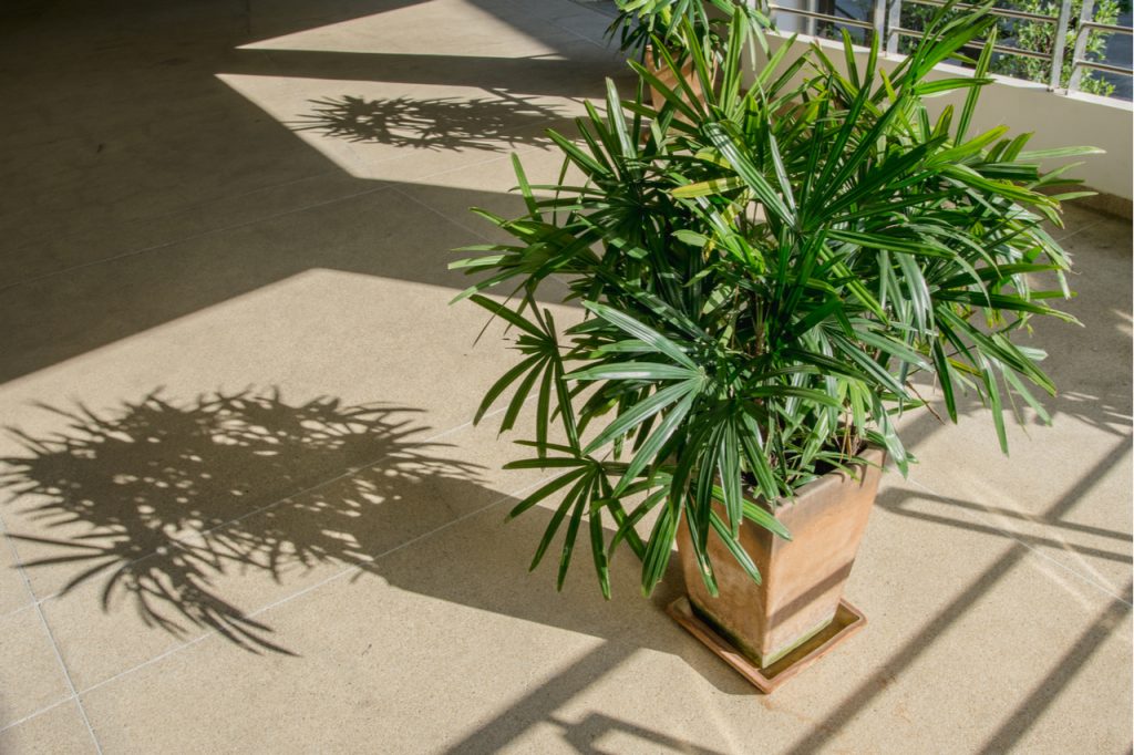 Bamboo palm indoors with shadows due to sunlight from outside the window.