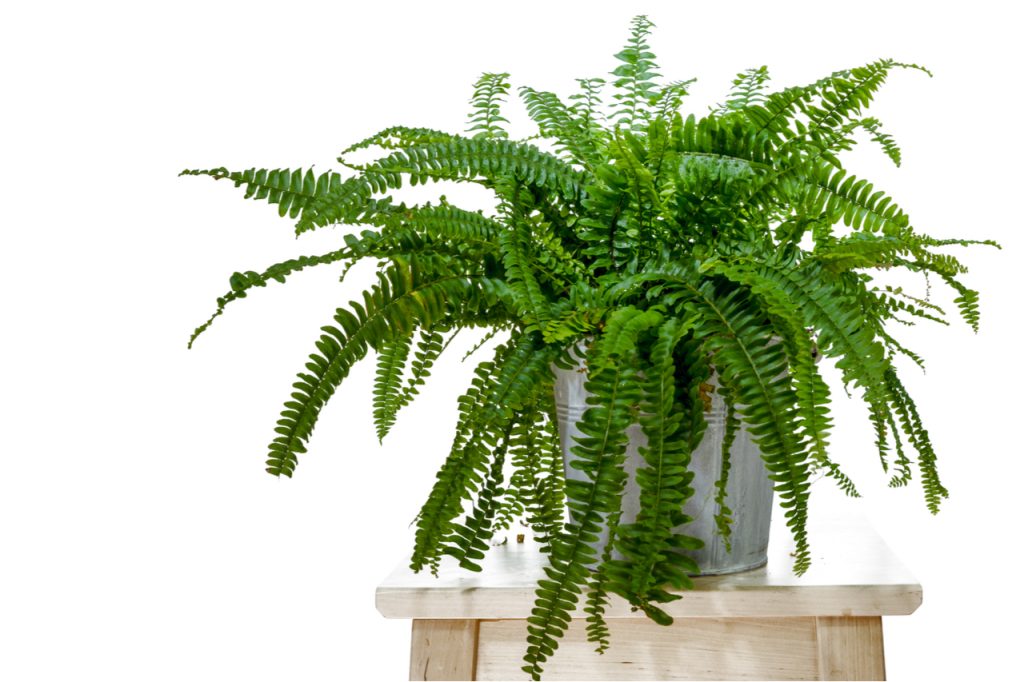 Studio photo shoot of a Boston fern, on a white background.