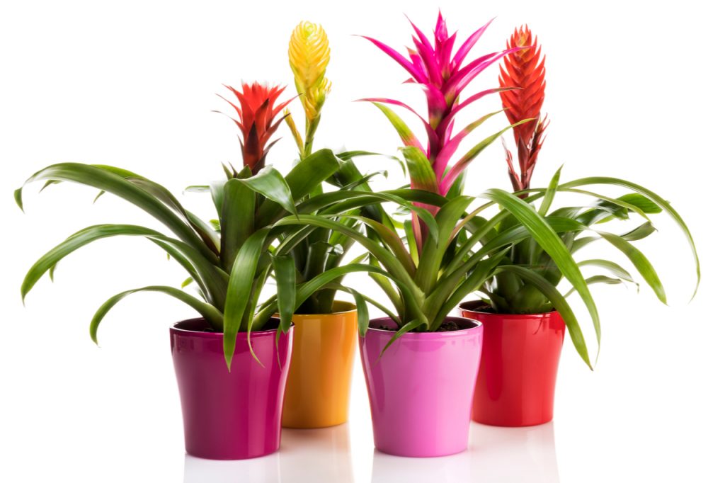 Variety of Bromeliad plants in colorful flower pots on white background