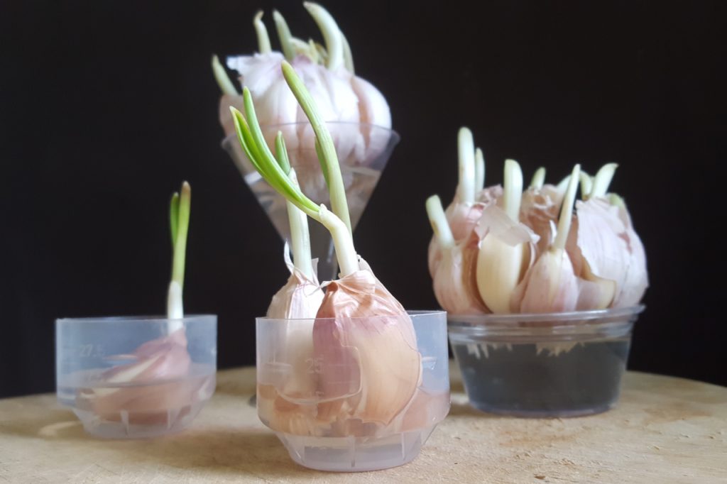 A shot of garlic plants growing indoors in water with a black background. 