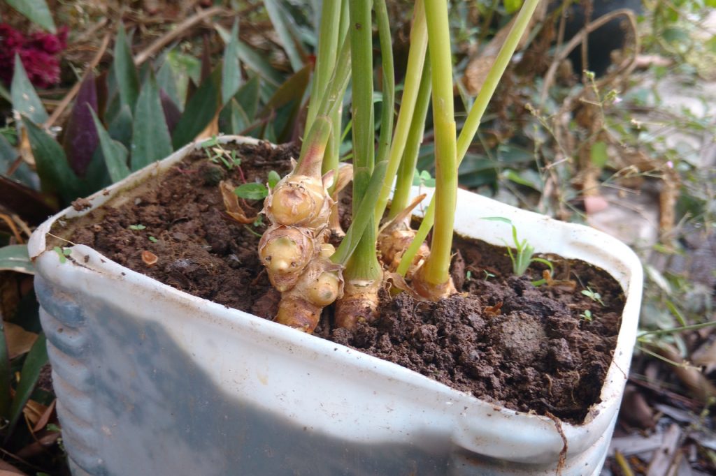 Ginger plant in white recycled container.
