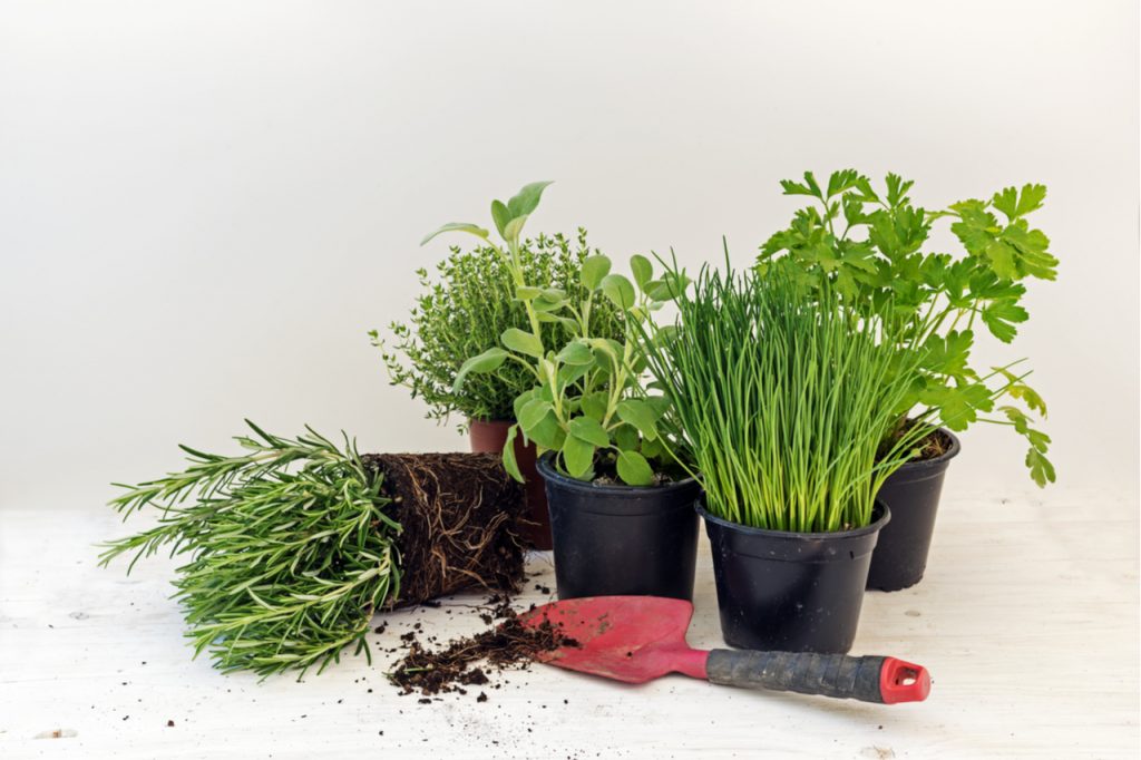 Assorted herb plants in pots such as rosemary, thyme, parsley, sage, and chives in white background.