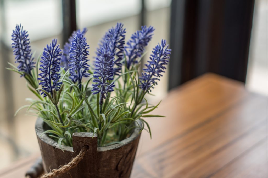Lavender flowers in flower pot by the window. Houseplanting is one of the best hobbies to do at home.