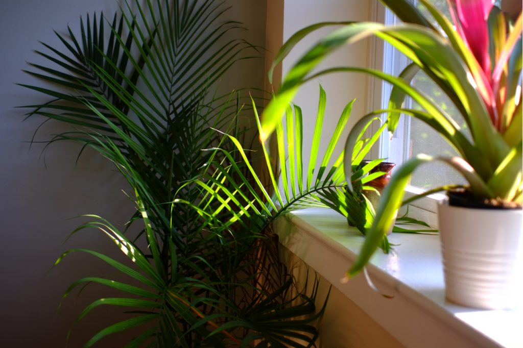 Majesty Palm plant in a planter box by the window.
