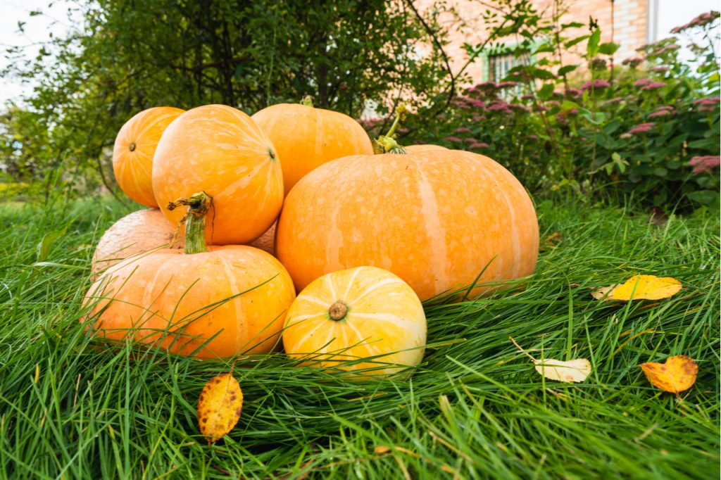 A pile of pumpkins on the grass.
