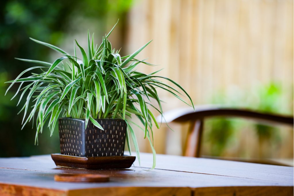 Spider plant in a pot on a wooden table.