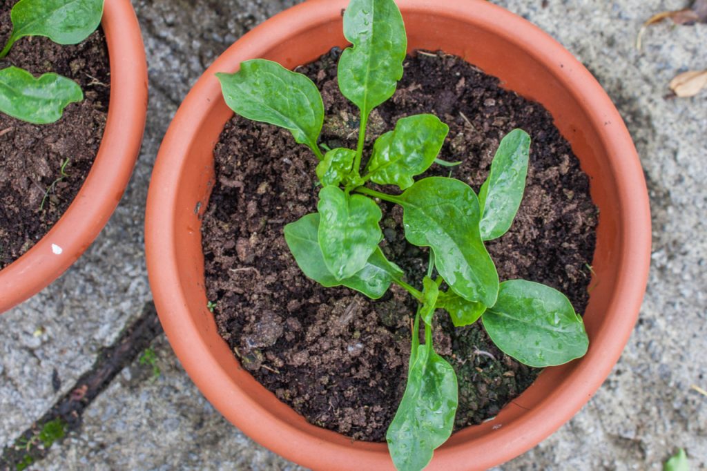 Spinach seedlings growing in plant pot.