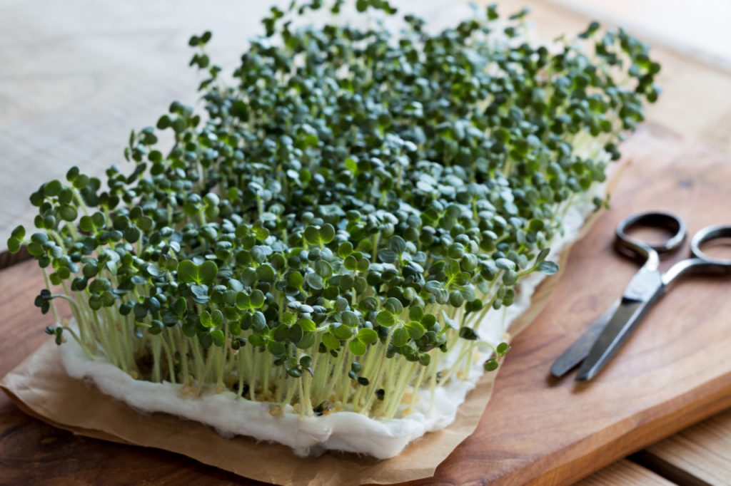 Yellow mustard sprouts growing on cotton wool next to a pair of shears placed on a wooden surface.