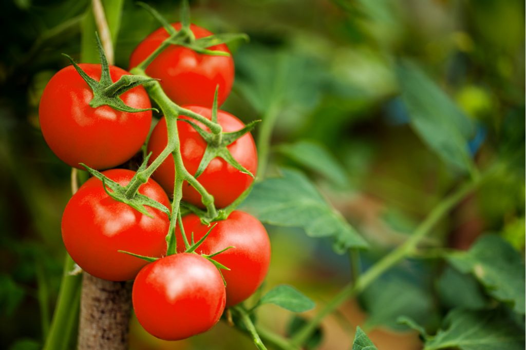 Fesh produce tomatoes.