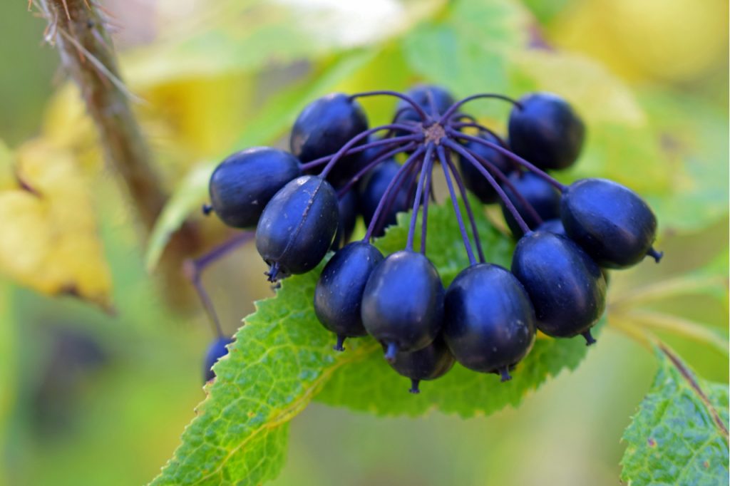 Acanthopanax Senticosus, also called Siberian Ginseng, Eleutherococcus senticosus berries are a widely used herb in traditional Chinese medicine.