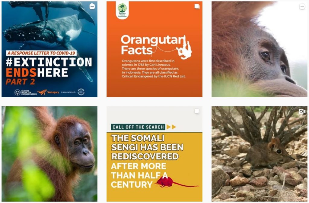 Global Wildlife Conservation Instagram page