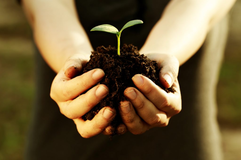 Female hand holding a young plant with soil.