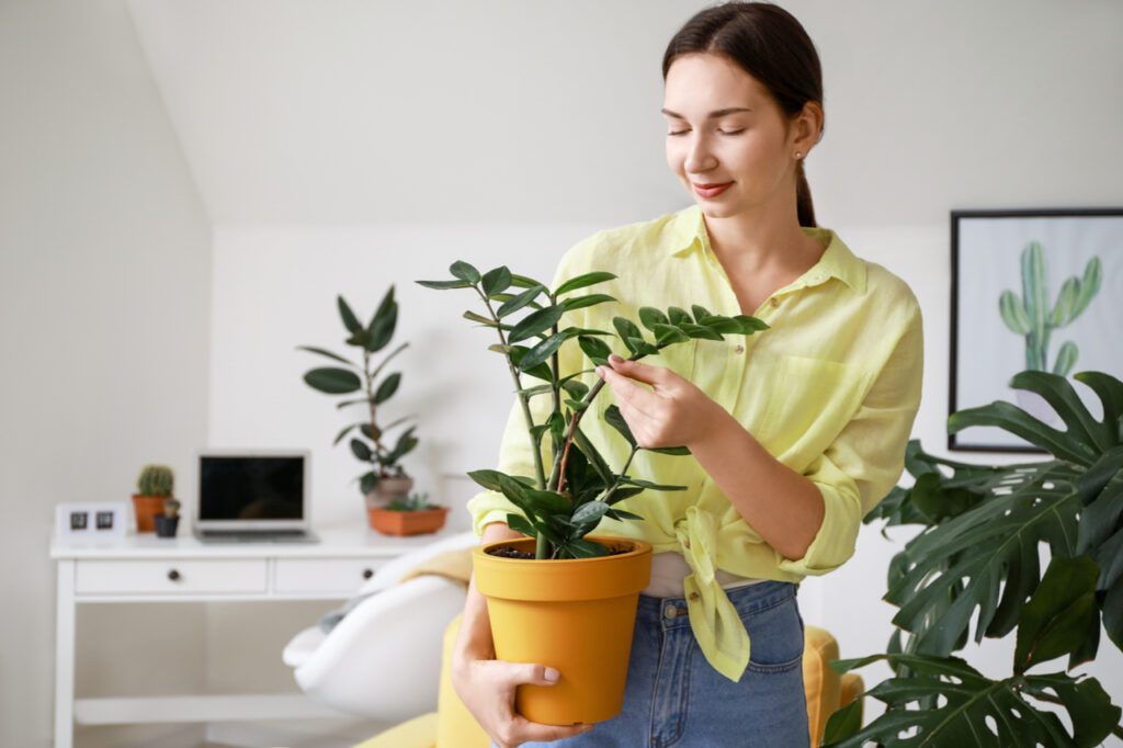 Young woman with beautiful houseplant in pot keeping a green home.