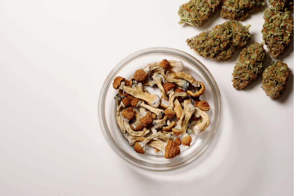 Dry psilocybin mushrooms and Marijuana buds in storage jar as psychedelic therapy.