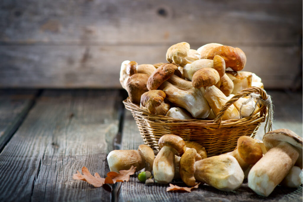 Mushroom Boletus over wooden background.