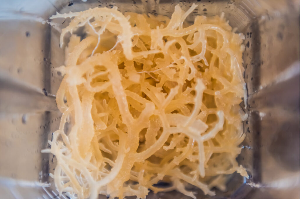 Macro closeup of fresh clear irish moss seaweed in blender.