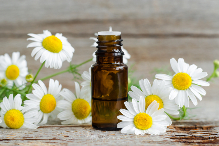 Small glass bottle with essential roman chamomile oil on the old wooden background.