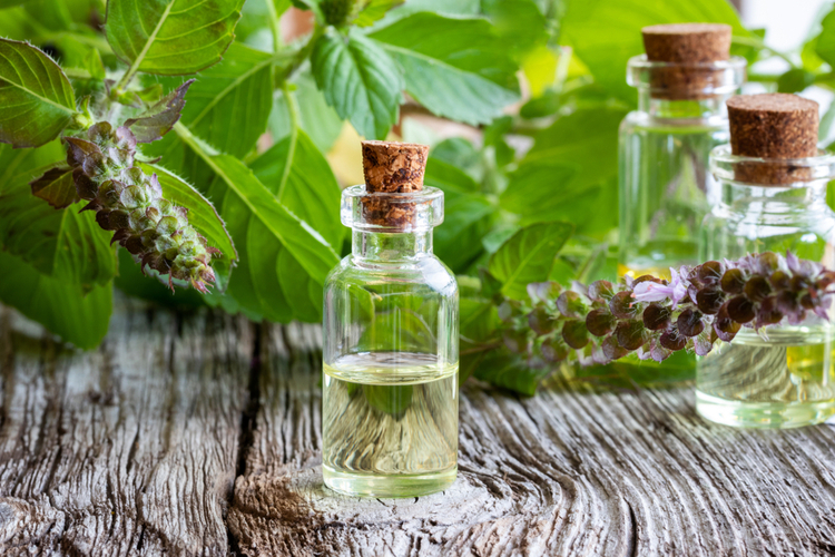 A bottle of essential oil with fresh holy basil.