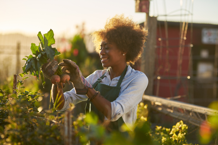 Woman Inspecting Beets Just Pulled From The Dirt in Garden
