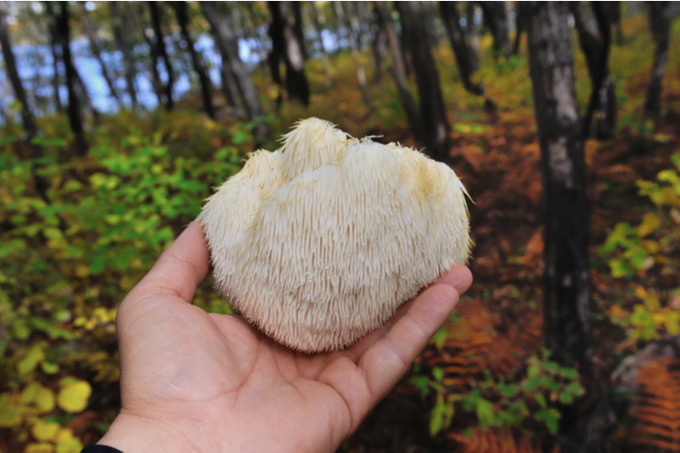 Lion's Mane Mushroom on Oak Tree In The Autumn Forest