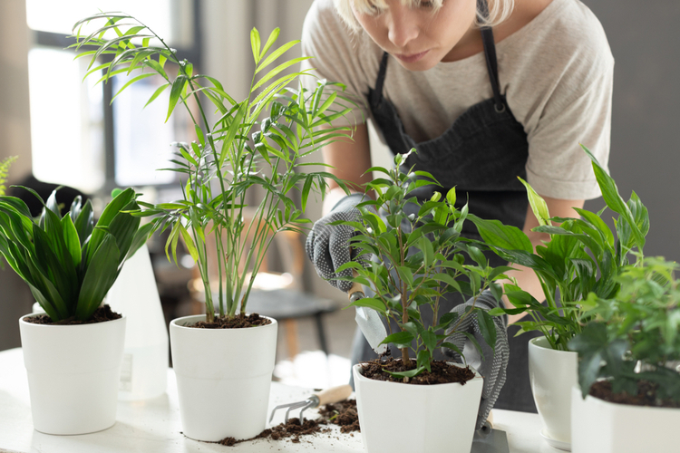 Woman using special tools for plant care.