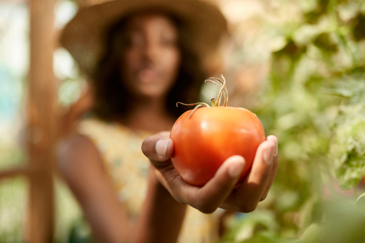 woman harvesting fresh tomatoes from the greenhouse garden