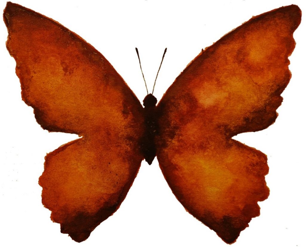 Picture of a butterfly